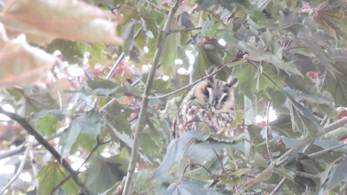 Long-eared Owl