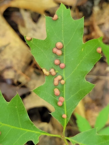 Oak Leaf Gall Midge photo 5