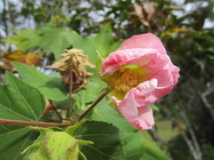 Dombeya burgessiae