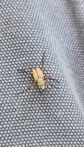 American Rose Chafer