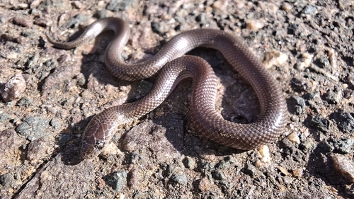 Cape Wolf Snake