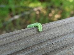 Orthosia hibisci