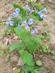 Mertensia virginica