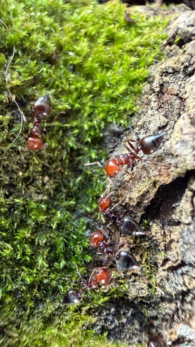 Mediterranean Acrobat Ant