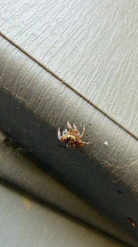 Mediterranean white-banded spider
