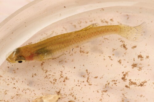 Eastern Mosquitofish