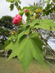 Dombeya burgessiae
