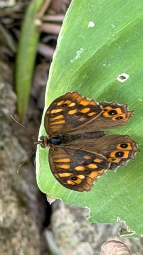 Speckled Wood