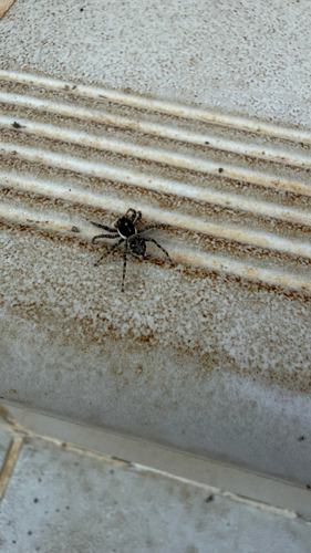 Half-edged Wall Jumping Spider