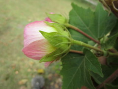 Dombeya burgessiae