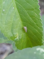 Megophthalminae
