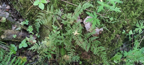 brittle bladderfern