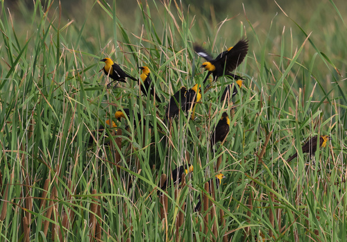 Yellow-headed Blackbird