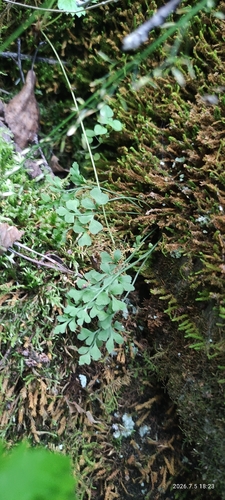 wall-rue