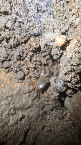 KZN River Crab