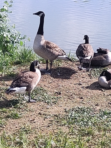 Canada Goose