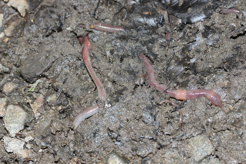 Octolasion tyrtaeum observed 2026-07-05