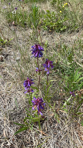 Small-flower Beardtongue