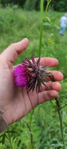 musk thistle