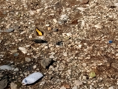 Heraclides androgeus