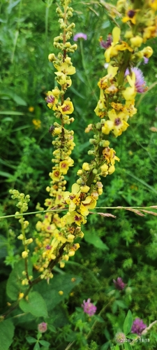 Dark Mullein