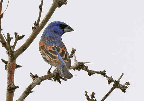 Blue Grosbeak