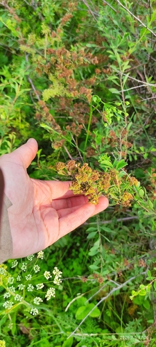scalloped spirea