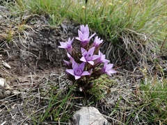 Gentianella anisodonta
