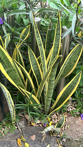 Snake Plant