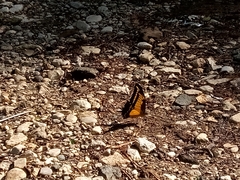 Heraclides androgeus