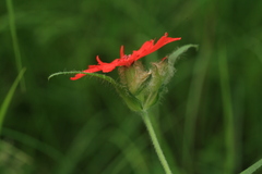 Silene fulgens
