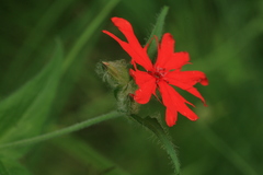 Silene fulgens