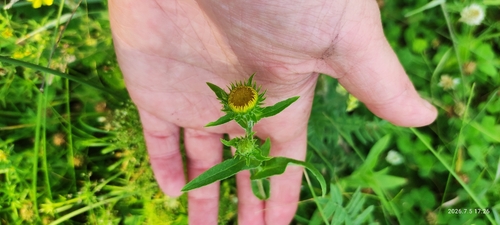 Meadow Fleabane