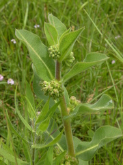 Asclepias obovata
