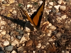 Heraclides androgeus