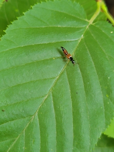 Large rove beetle photo 5