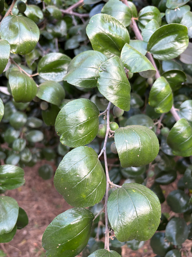 Chinese Apple
