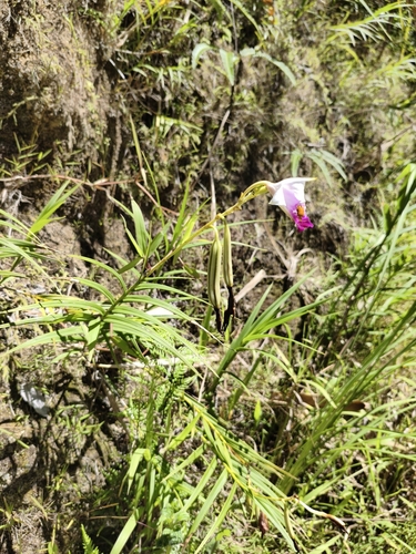 Arundina graminifolia