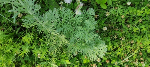 Sievers Wormwood