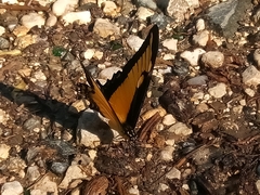 Heraclides androgeus