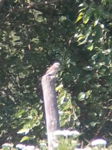 Red-backed Shrike