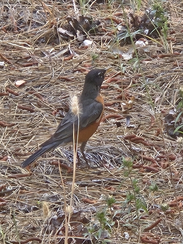 iNaturalist observation photo of American Robin
