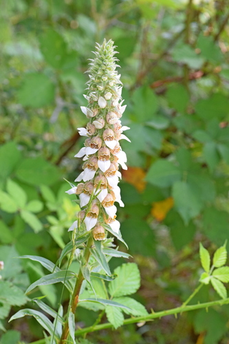 Digitalis lanata, photograph 1