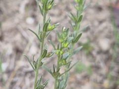 Buglossoides arvensis, photograph (c) Bobo-X, some rights reserved (CC BY)
