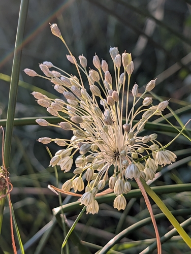 Allium longispathum