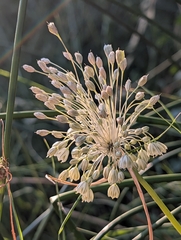 Allium longispathum