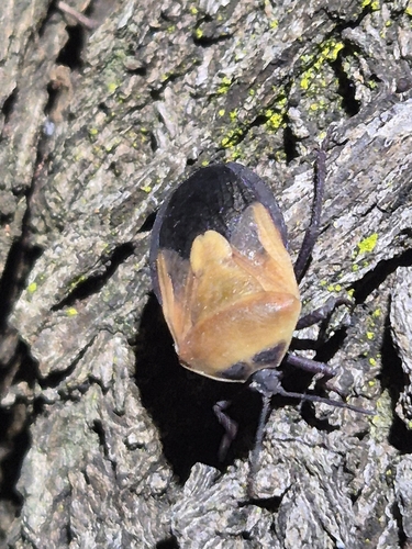 Coridius viduatus