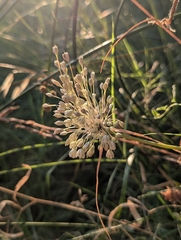 Allium longispathum, photograph (c) Denis Bastianelli, some rights reserved (CC BY)