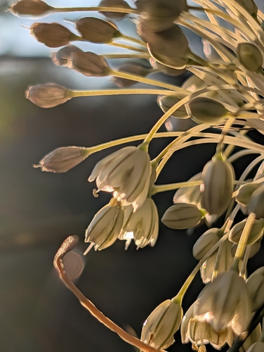 Allium longispathum, photograph 3