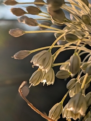 Allium longispathum, photograph (c) Denis Bastianelli, some rights reserved (CC BY)
